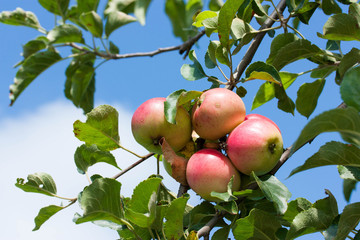 early apples on the tree, ripe, juicy, sweet, on the background