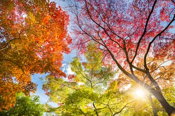 Fleecedeken met foto De warme herfstzon schijnt door kleurrijke boomtoppen, met prachtige helderblauwe lucht. © kasto