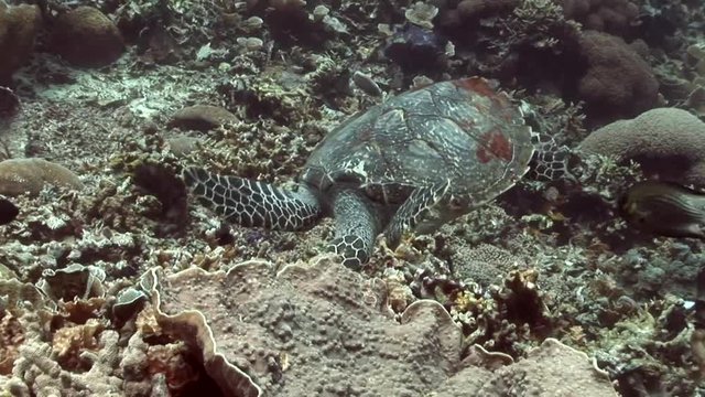 carret turtle coral breaks off with his beak indonesia lembeh strait scuba diving