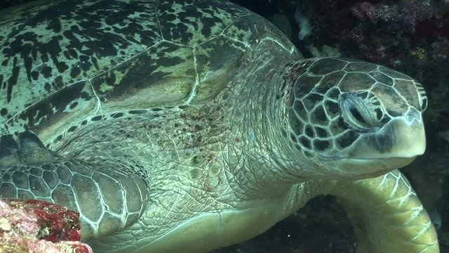 carret turtle is sleeping  indonesia lembeh strait scuba diving