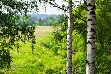 Fototapeta premium summer forest birch