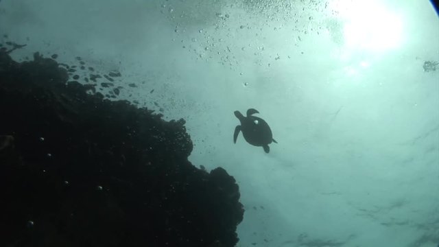 carret turtle swims to the surface under him bubbles divers air indonesia lembeh strait scuba diving
