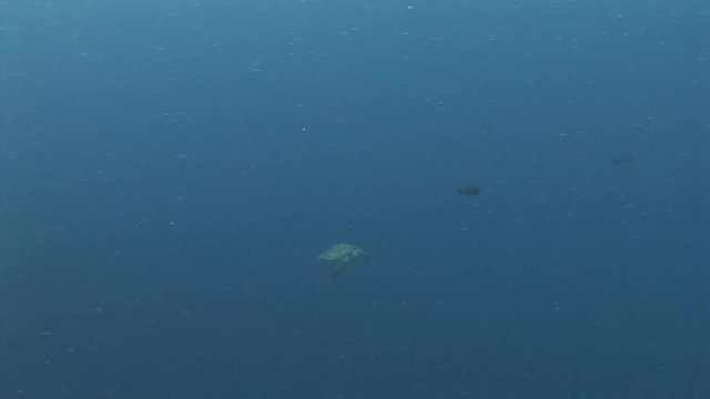 carret turtle swims to the surface indonesia lembeh strait scuba diving