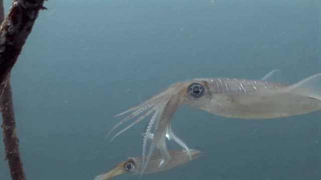 cuttlefish swimming in clear water macro lembeh indonesia scuba diving