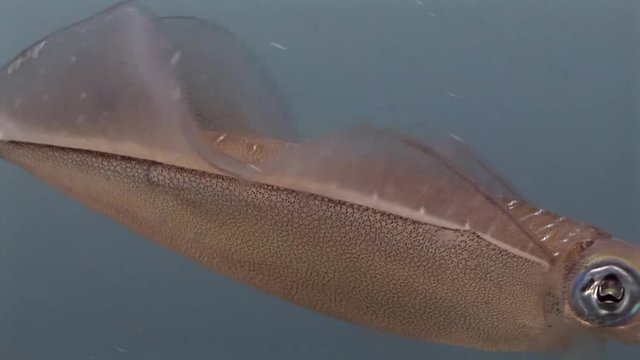 cuttlefish swimming to camera in clear water  lembeh indonesia scuba diving