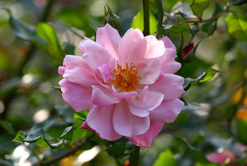 A beautiful pink rose in a natural garden environment