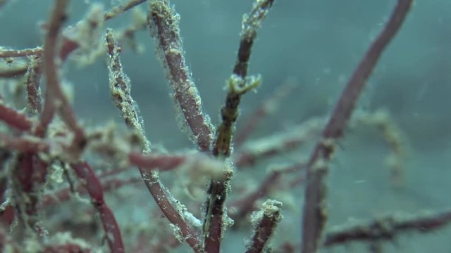 green gohst pipefish hiding in red algae  macro shooting indonesia lembeh strait scuba diving