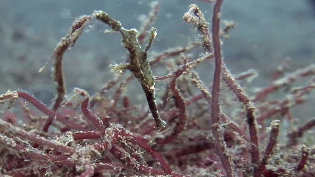 green gohst pipefish hiding in red algae indonesia lembeh strait scuba diving