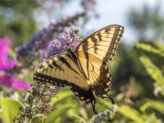 Eastern tiger swallowtail, Papilio glaucus