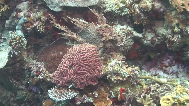 red brain coral indonesia lembeh strait scuba diving