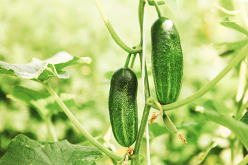 Obraz premium The green cucumber.