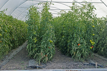 Close-up Stalks of Tomatoes in the Greenhouse