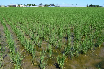 田植え１ヶ月後の田園風景