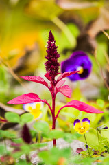 Szarłat, kwiaty, łąką 