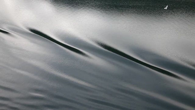 Water reflections and seagull flying in calm waters of a fjord at Norway