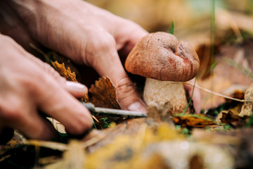 man, mushroom, forest