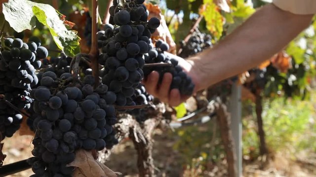 Farmer controlling vineyard grapes