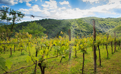 View of vineyards