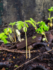 sapling sprout of tamarind on ground
