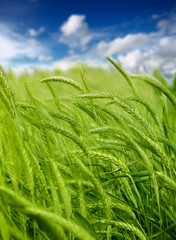 Fototapeta na wymiar Green wheat detail