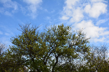 Autumn tree and blue sky.