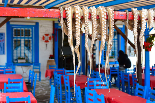 Traditional greek food Octopus drying in the sun in the village