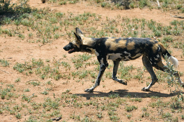 Fototapeta premium African Wild Dog