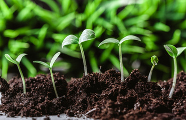 Young sprout in springtime,Closeup.