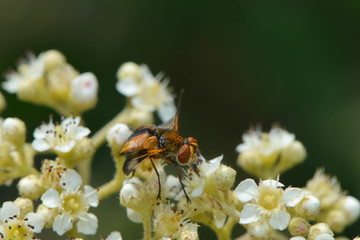 Breitflüglige Raupenfliege