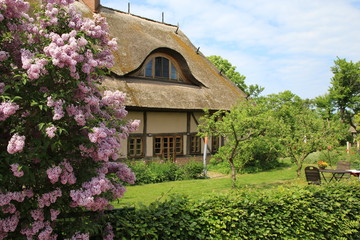 Fototapeta na wymiar Bauerngarten mit blühendem Flieder vor einem Reetdachhaus 