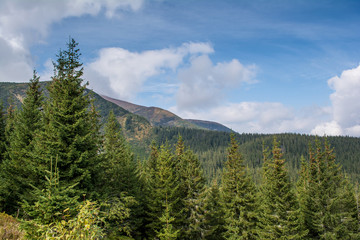 Carpathian Mountains, coniferous forest.