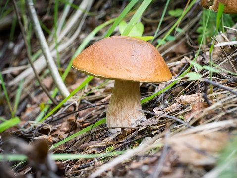 Large edible mushroom in the forest on the edge. Boletus edulis.