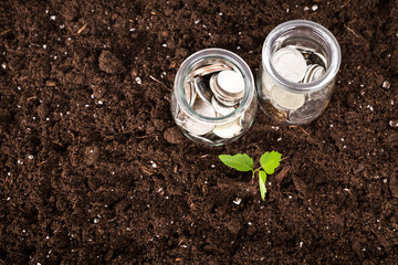 trees growing on coins