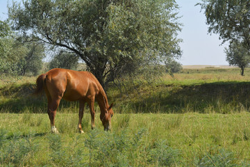 Naklejka na ściany i meble the horse in the pasture