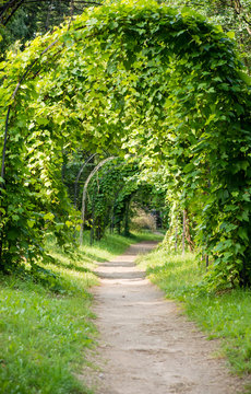 Arch Of Green Vines, Shallow DOF