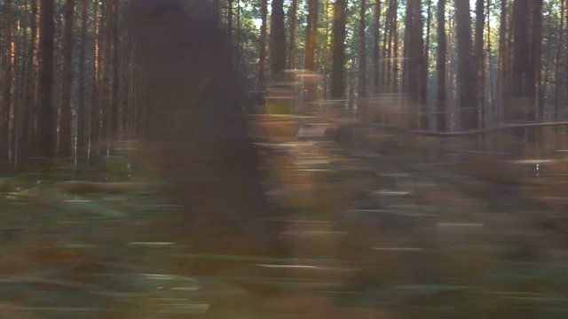 Forest chase on gimbal