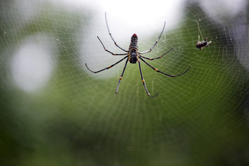 colorful spider with beautiful bokeh