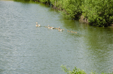 Geese with goslings in the pond