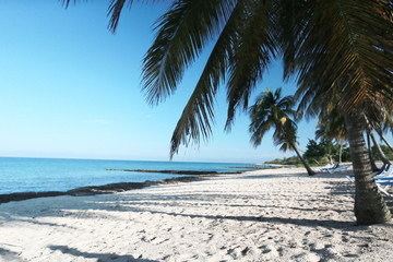 Tropical beach with palms and white sand