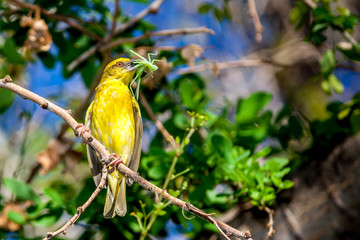 Belier Tisserin 
Belier ou Tisserin gendarme île de la Réunion