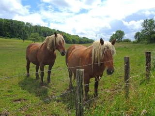 Obraz premium Haflinger auf der Pferdeweide