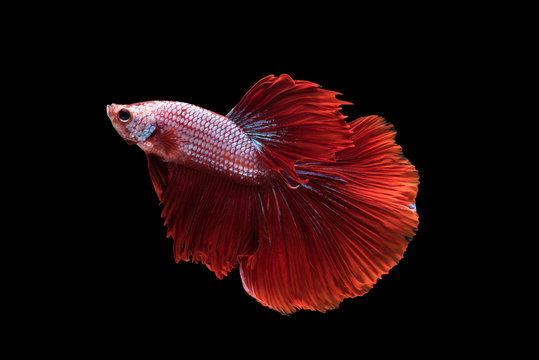 Red Halfmoon Betta splendens or siamese fighting fish isolated on black background included clipping path, Plakat Thailand