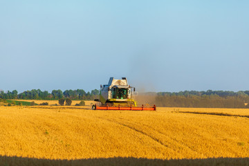 Naklejka premium Harvester machine working in field . Combine harvester agriculture machine harvesting golden ripe wheat field. Agriculture