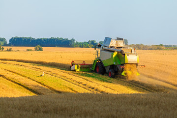 Obraz premium Harvester machine working in field . Combine harvester agriculture machine harvesting golden ripe wheat field. Agriculture