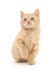 Brown kitten.