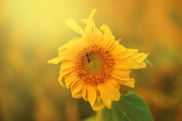 Macro shot of a honey bee sitting on  Sunflower in  garden in