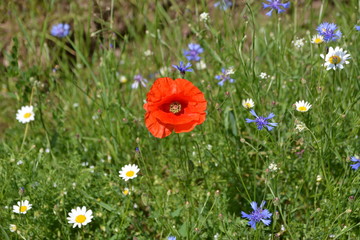 Il Papavero