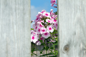 Pink flowers seen through a hole in the fence. The background is