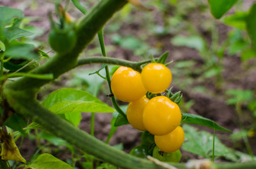 yellow tomatos  in greenhouse