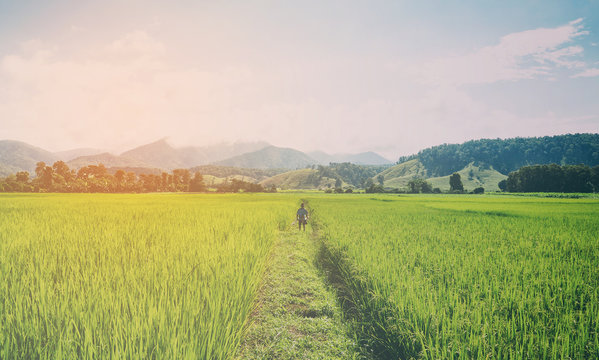 Farmer Standing Strong On His Paddy Field Fighting Nature